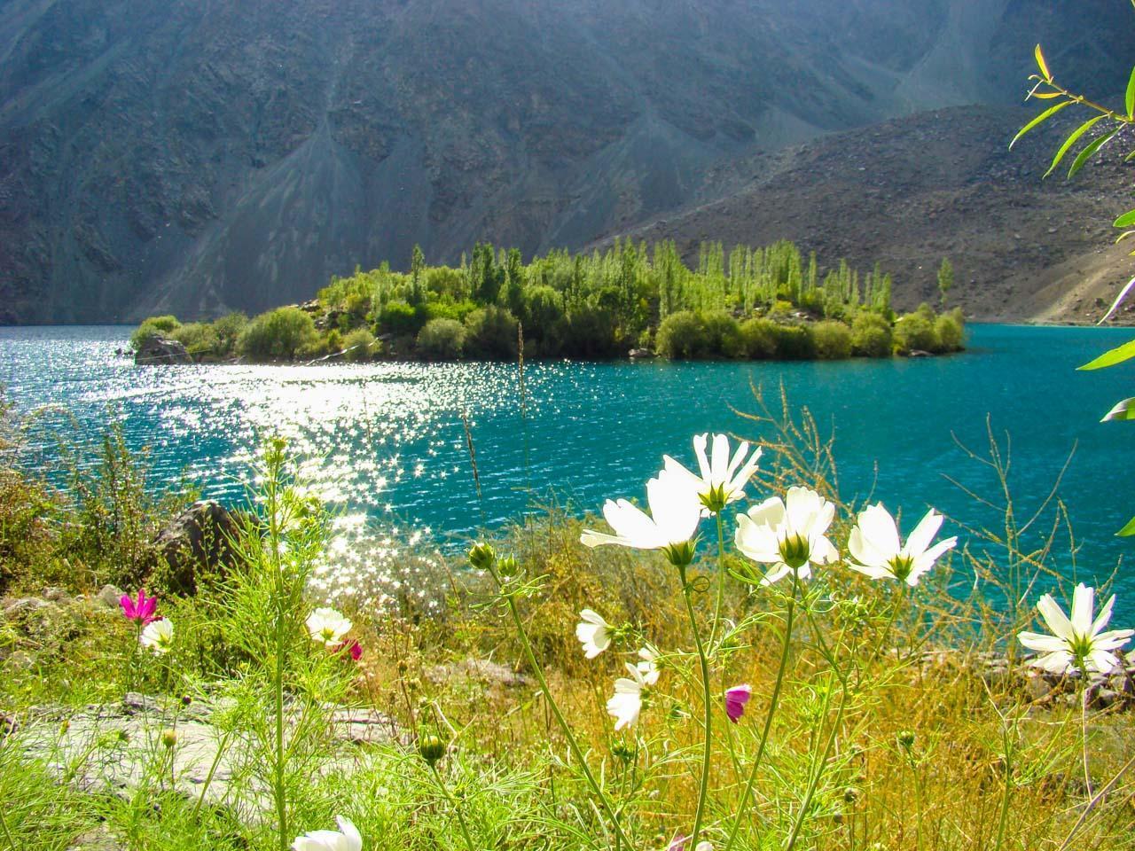Vibrant flowers reeling beside Satpara Lake 
