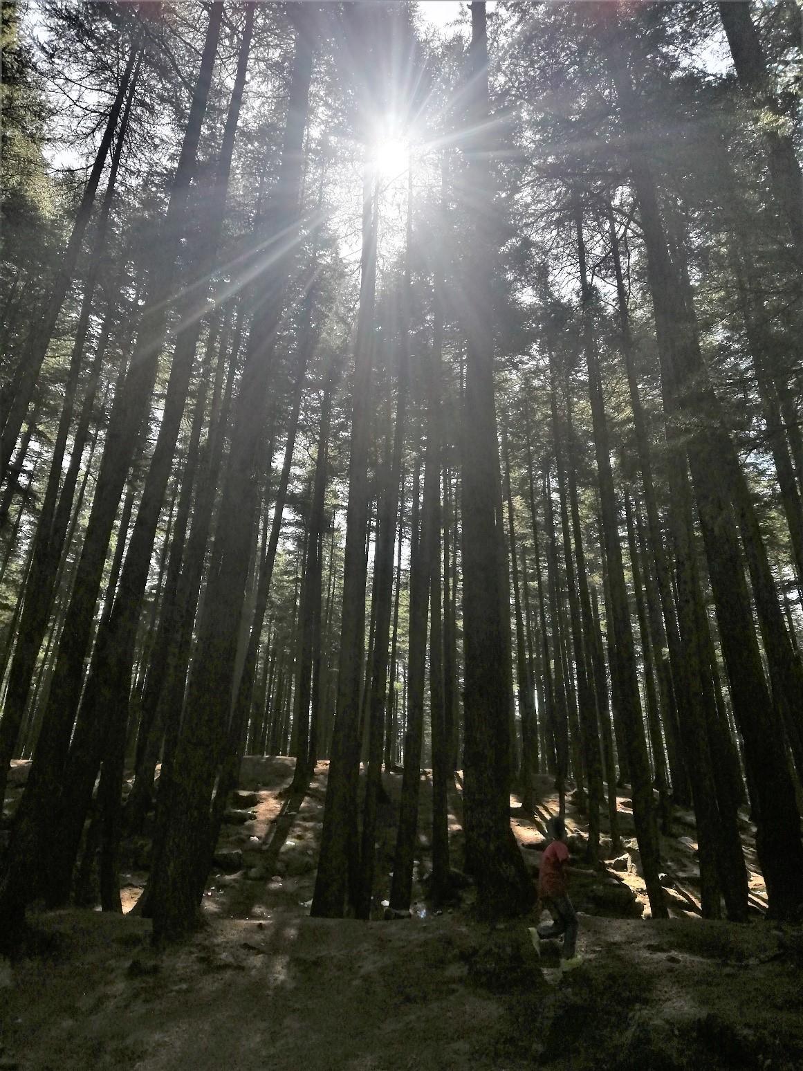 The dense Deodar Usho forest
