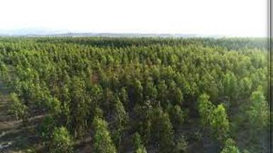 Rehabilitation of Changa Manga Forest