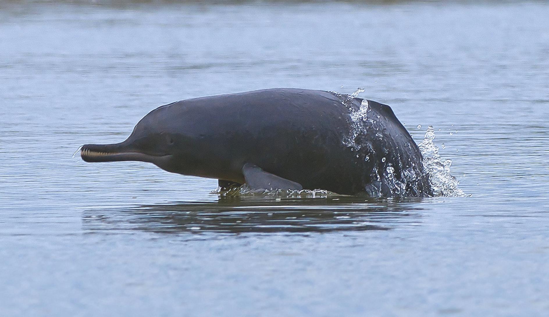 Asian river dolphin image
