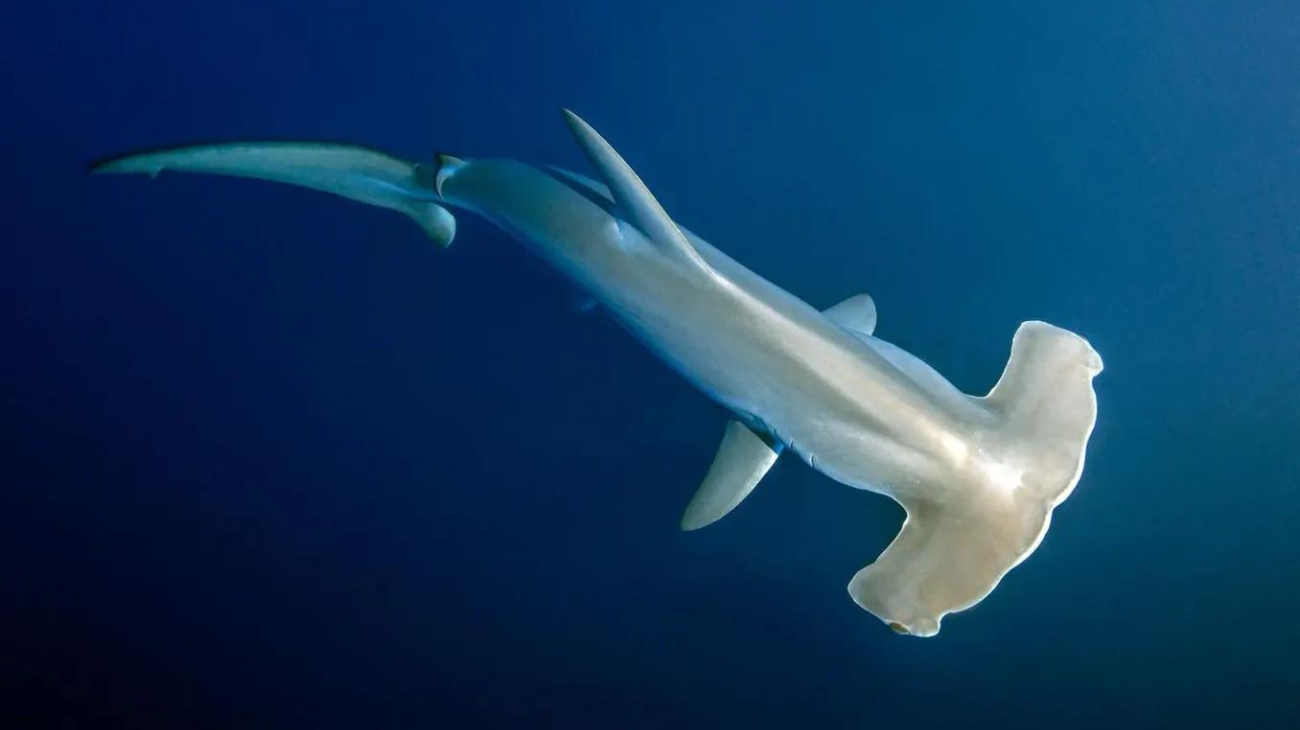 hammerhead pics