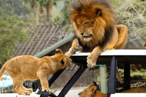 safari park in pakistan
