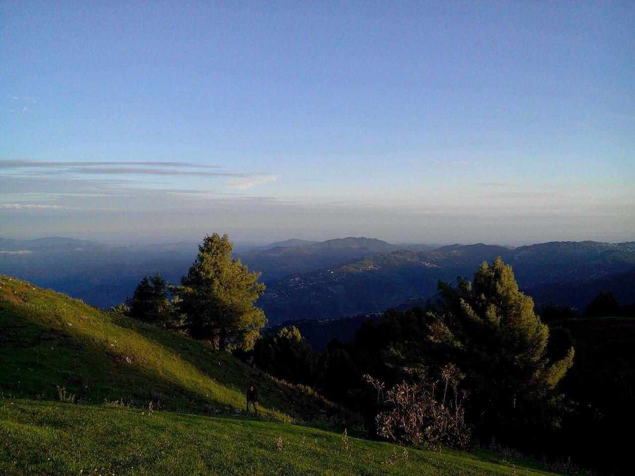Pine forest along the Mushkpuri hiking trail in the Galyat region