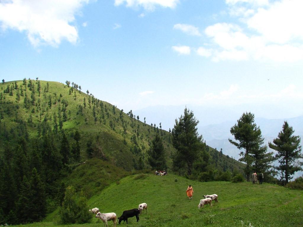 Pine forest trail leading to Miranjani Peak in the Galyat region